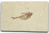 Bargain, Fossil Fish (Diplomystus) - Wyoming #355598-1
